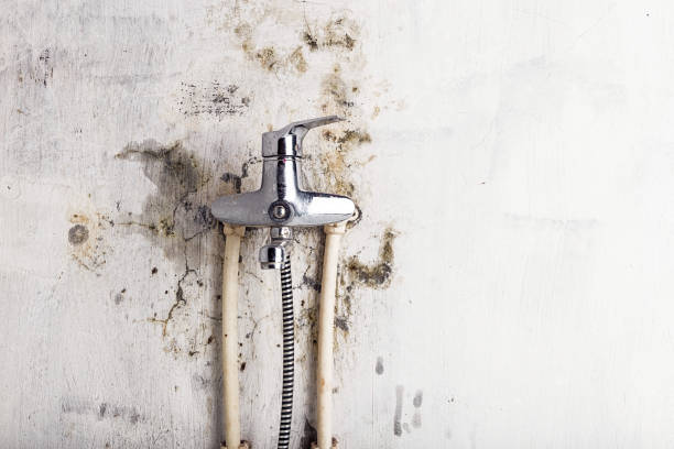 Best Mold Cleaning Services  in Southfield, MI