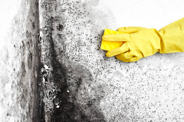 Best Attic Mold Removal  in Southfield, MI