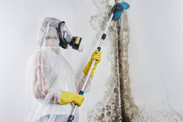 Best Local Mold Removal Service  in Southfield, MI