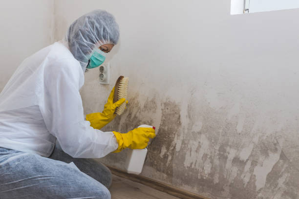 Best Certified Mold Removal  in Southfield, MI