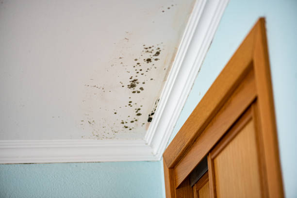 Best Black Mold Removal  in Southfield, MI