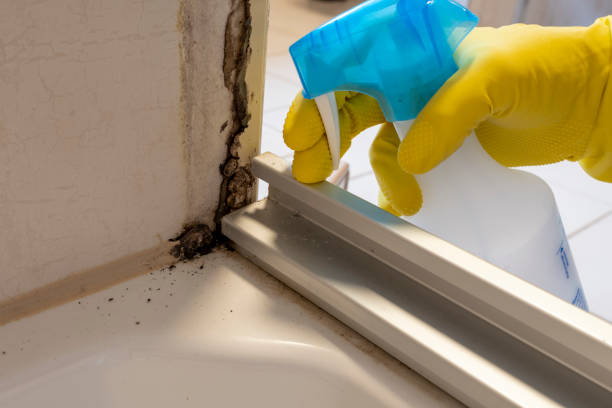 Best Home Mold Removal  in Southfield, MI