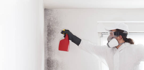 Best Fast Mold Removal  in Southfield, MI